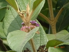 Callicarpa tomentosa