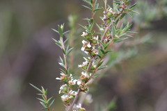 Leptospermum juniperinum