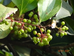 Smilax zeylanica