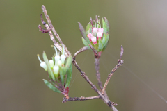 Darwinia leptantha