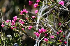 Boronia serrulata