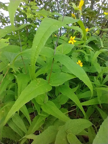 Helianthus divaricatus