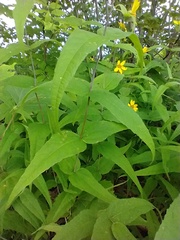 Helianthus divaricatus