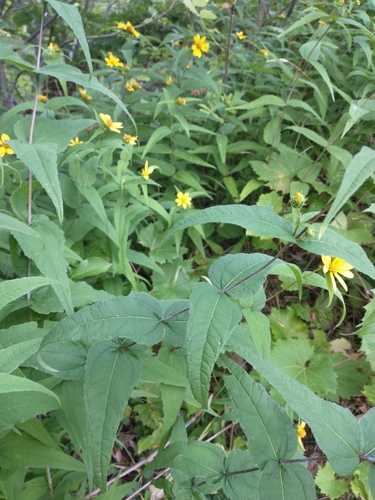Helianthus divaricatus