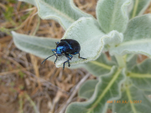 Cobalt Milkweed Beetle
