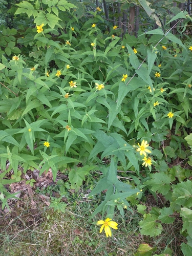 Helianthus divaricatus