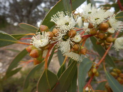 Eucalyptus diversifolia