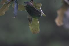 Quercus semecarpifolia