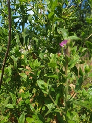 Epilobium hirsutum