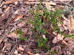 Micrantheum demissum