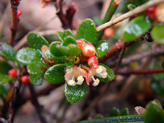 Micrantheum demissum