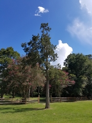 Chamaecyparis thyoides henryae