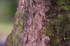 Quercus semecarpifolia