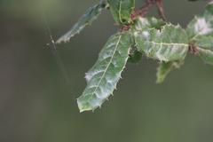 Quercus semecarpifolia