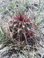 Echinocereus viridiflorus