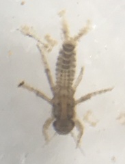 Ephemerella