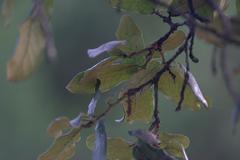 Quercus semecarpifolia