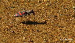 Cicindela sommeri