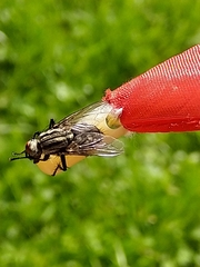 Sarcophagidae