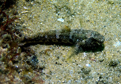 Bathygobius krefftii