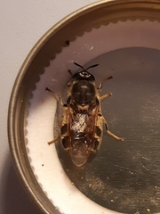 Stratiomys singularior