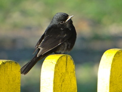 Knipolegus hudsoni