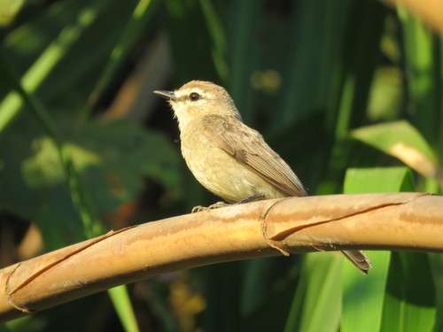Ochthornis littoralis