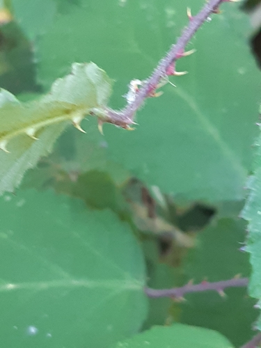 Rubus geniculatus