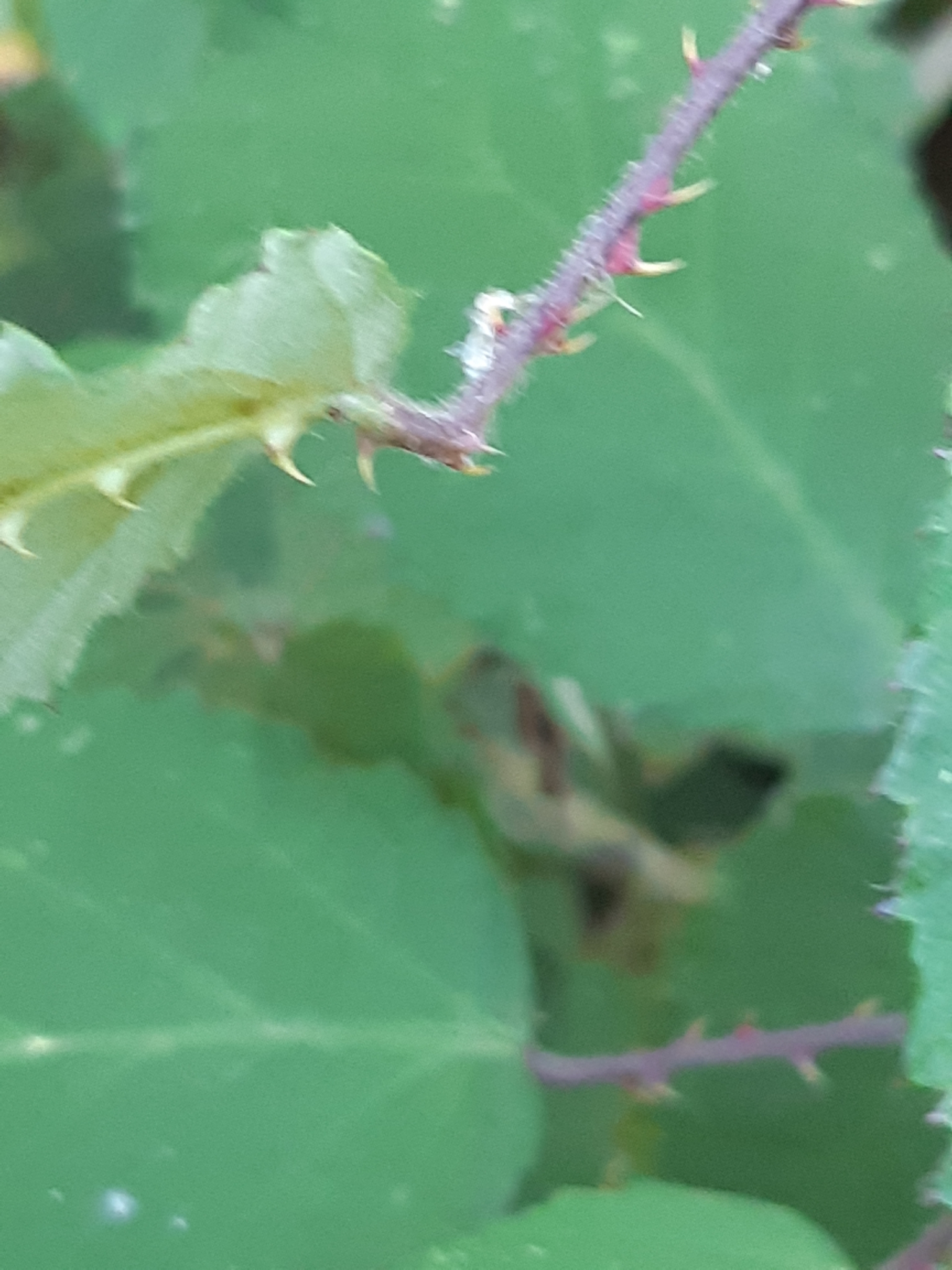 Rubus geniculatus