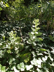 Hylotelephium telephium