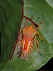 Tessaratomidae