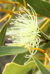 Eucalyptus diminuta
