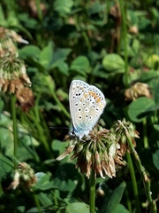 Polyommatus icarus