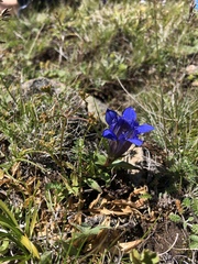 Gentiana septemfida