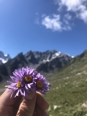 Aster alpinus