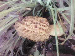 Morchella