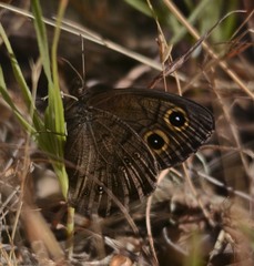Cercyonis pegala boopis