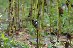 Phoenicurus auroreus