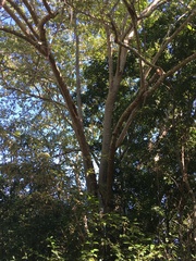 Commersonia bartramia