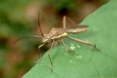Riptortus linearis