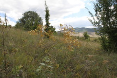 Ferulago galbanifera