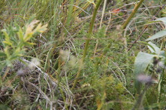 Ferulago galbanifera