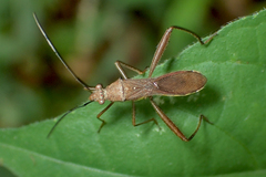 Riptortus linearis