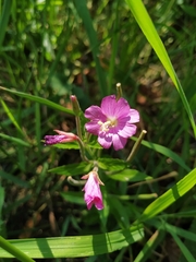 Epilobium hirsutum