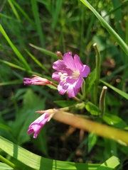 Epilobium hirsutum
