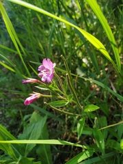Epilobium hirsutum