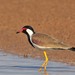 Red-wattled Lapwing - Photo (c) Saurabh Agrawal, some rights reserved (CC BY-NC), uploaded by Saurabh Agrawal