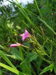 Epilobium hirsutum