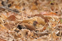 Galloperdix spadicea