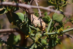 Viscum rotundifolium